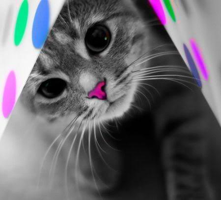 colors cat
