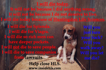 they-need-ur-help-stop-animal-abuse-10427567-421-278.jpg