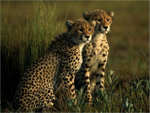  Cheetah cubs
