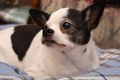 Chihuahua - photography photo