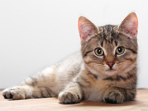  Cute Kitty Hintergrund