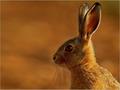 Hare - animals photo