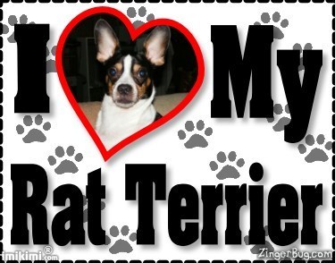  ratte Terriers