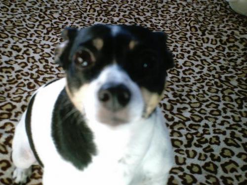 This is my Rat Terrier- Wheezy
