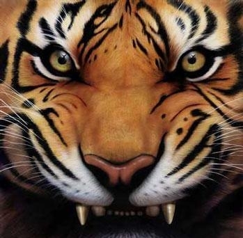 Tiger Teeth Tigers Photo Fanpop