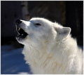 White Wolves - wolves photo