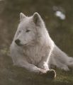 White Wolves - wolves photo