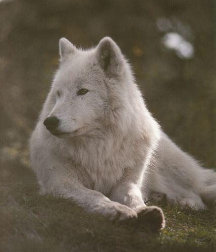  White Người sói