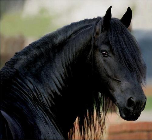 Beautiful mare