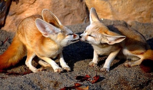 Fox lov