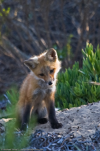  zorro, fox lov