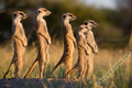 Meerkats March - animals photo