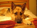 Nala chillin on my bed - german-shepherds photo