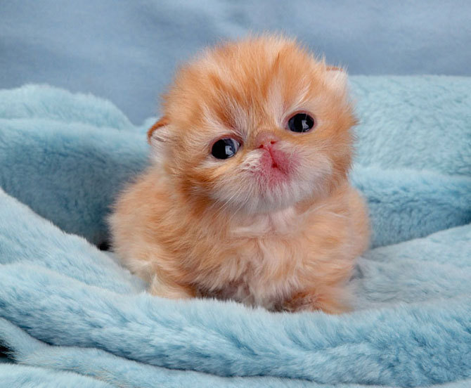 Cute Baby Animal Kitten