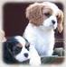 puppies - dogs icon