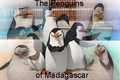 Penguins - penguins-of-madagascar fan art