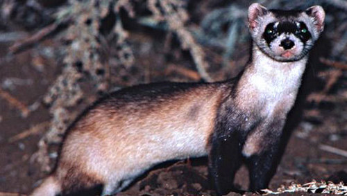  A Black footed hurón, ferret