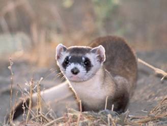  A black footed hurón, ferret hunting