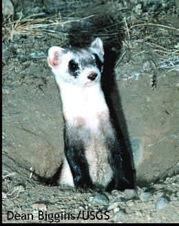  Black footed ferret night shot