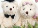 Bridal Bears - stuffed-animals icon