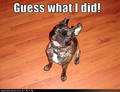 Guess what I did ? - dogs photo