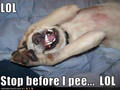 LOL !!!! - dogs photo