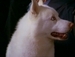 Look who's barking♥ - charmed icon
