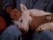 Look whos barking♥ - charmed icon