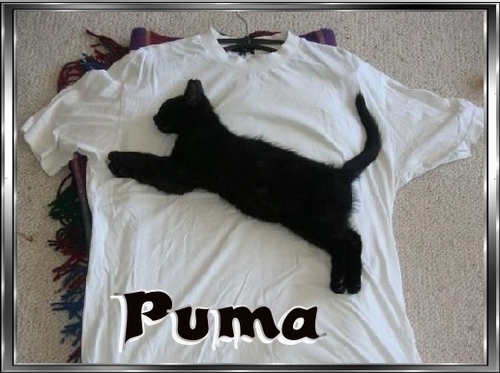 Puma!