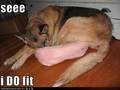 See I do fit !! - dogs photo