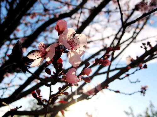  Spring says Hello to the Amazing Idiots ♥
