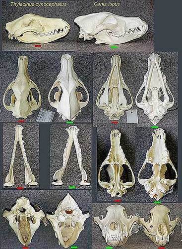 Thylacine skull and skeleton