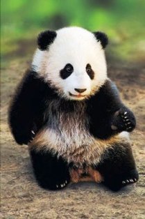 Precious 熊猫