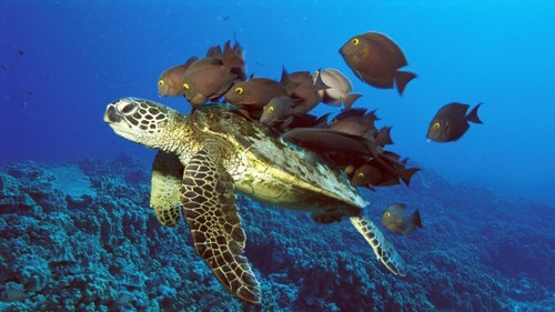  Sea черепаха Обои