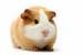 jack - guinea-pigs icon