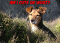 Am I cute ? - dogs photo