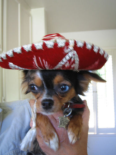  Cute little Mexican.....lol