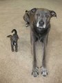 Dog and clone dog toy !! - dogs photo