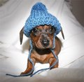 Don't I look Snug ? - dogs photo
