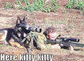 Here kitty kitty !!! - dogs photo