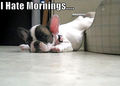 I hate Mornings.........zzzzz - dogs photo