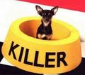 Killer......lol.lol.lol - dogs photo