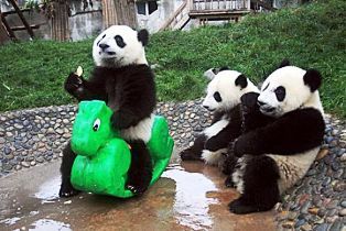  Precious pandas