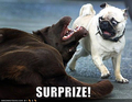 Surprize............... - dogs photo