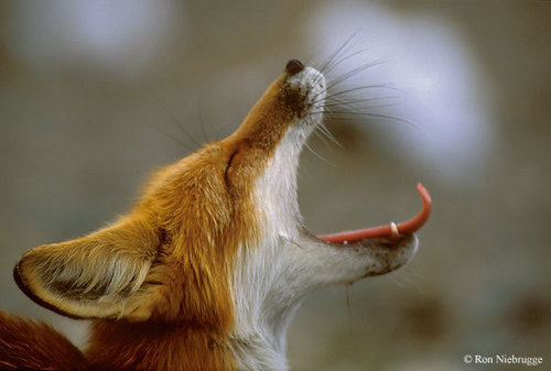Yawning fox
