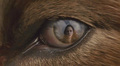 twilight-series - werewolf eyes screencap