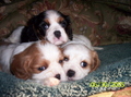 3-puppies...so nice! - puppies photo
