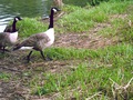A goose on grass - photography photo