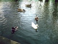 Agroup of ducks gathered together - photography photo