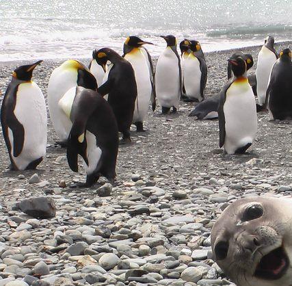 Cute photobombing seal